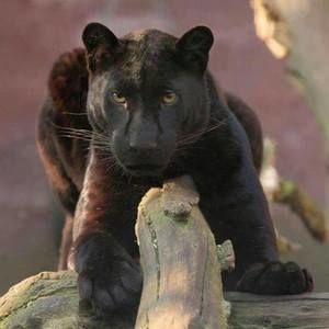 Meet your Posher, Trini jaye